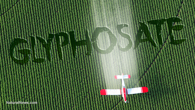 A cropduster flies over a green field with the word Glyphosate carved across the field.